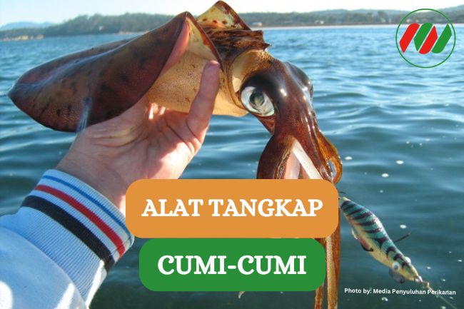 Ini 10 Alat Tangkap Cumi yang Wajib Kamu Bawa